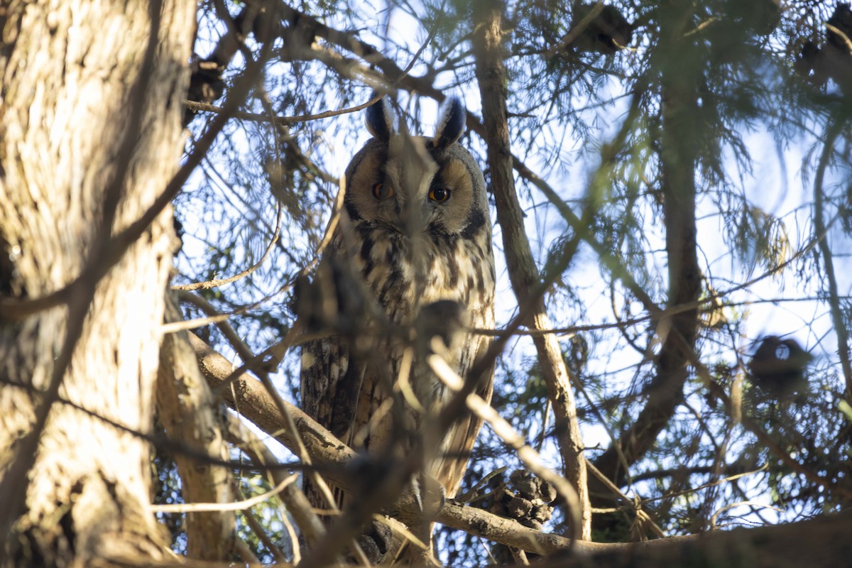 トラフズク - ML645604170