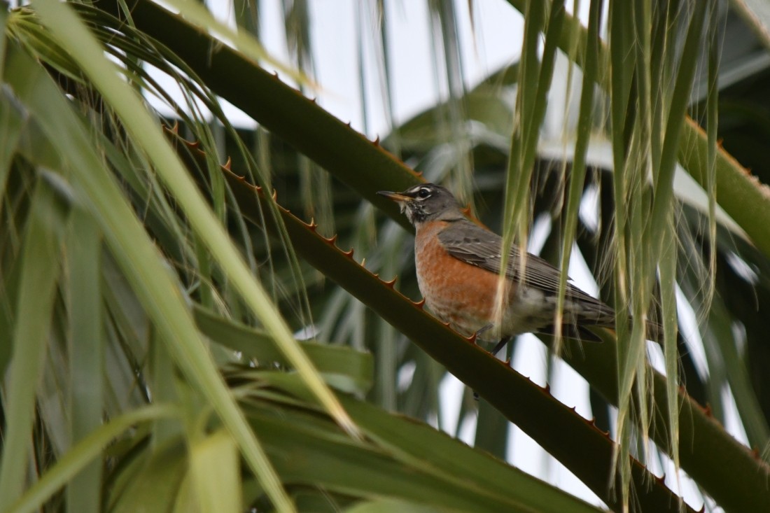 コマツグミ - ML645604172