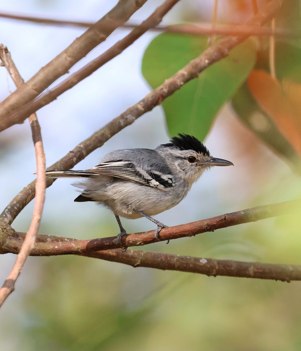 ハシナガマユアリサザイ - ML645604173