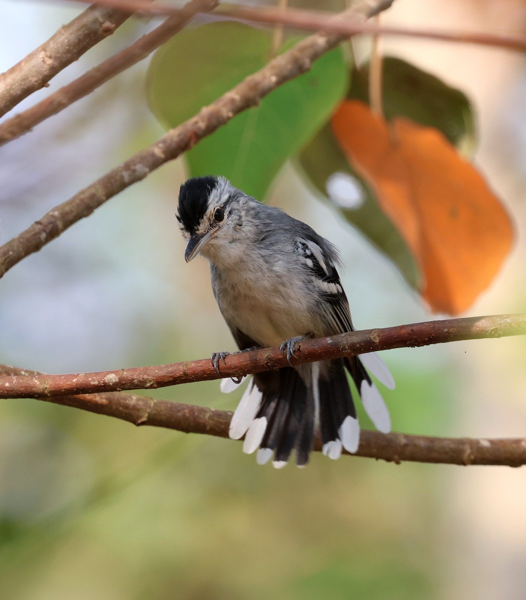 ハシナガマユアリサザイ - ML645604174