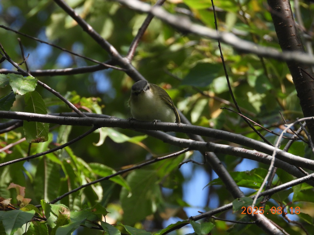 アカメモズモドキ - ML645604175