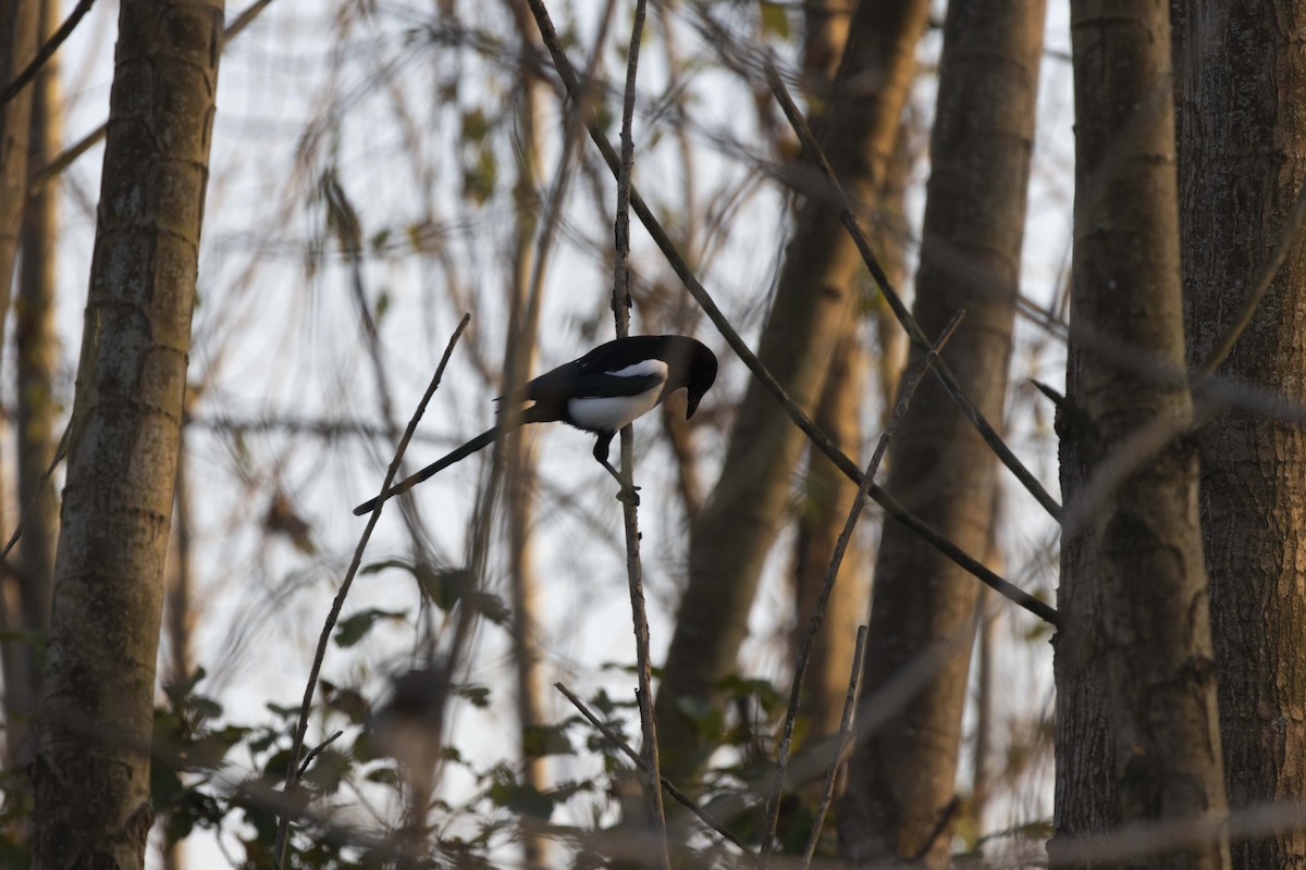 ユーラシアカササギ - ML645604176