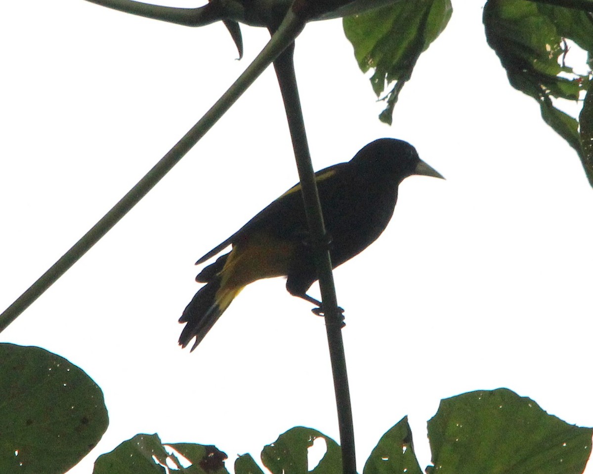 キゴシツリスドリ - ML645604179