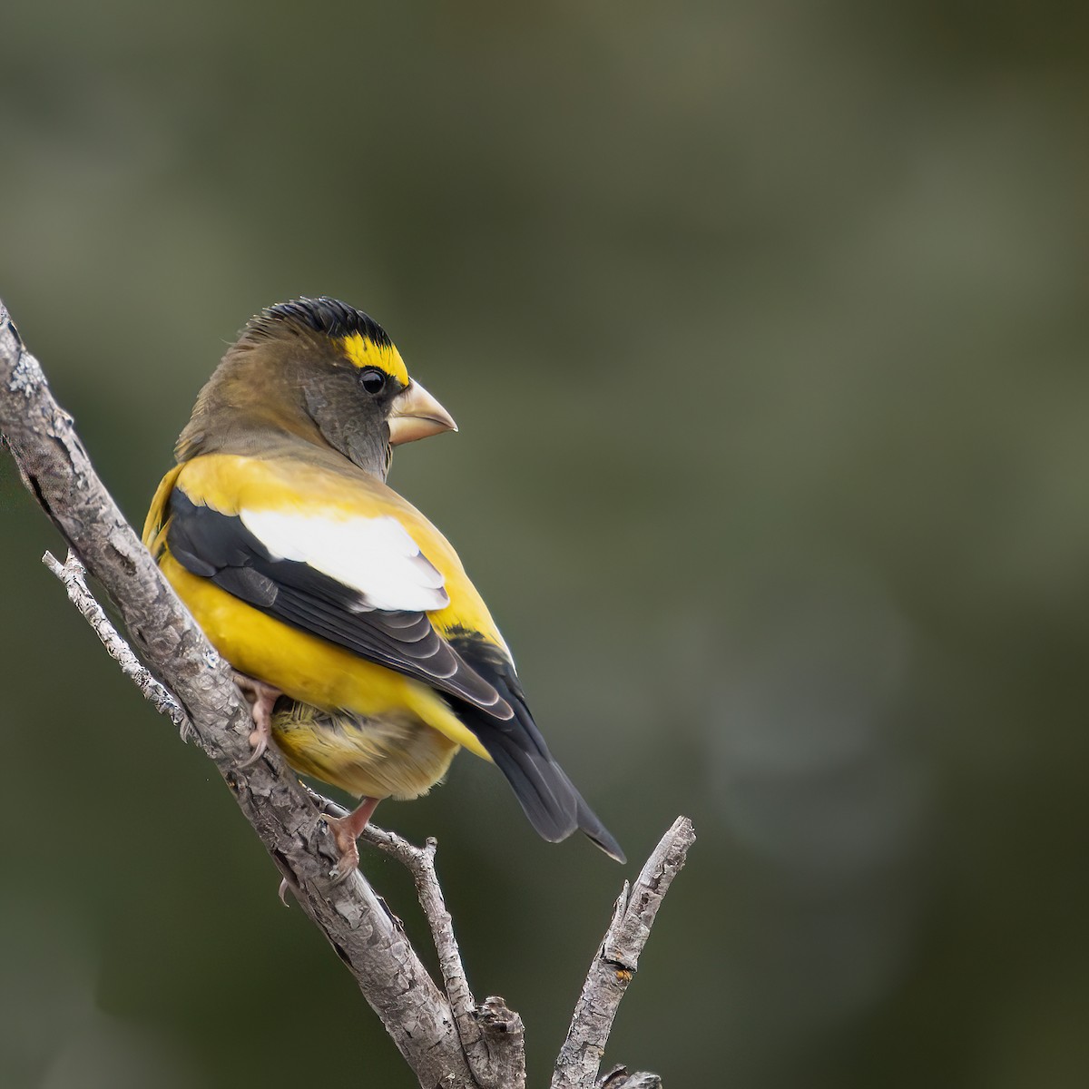 キビタイシメ - ML645604180