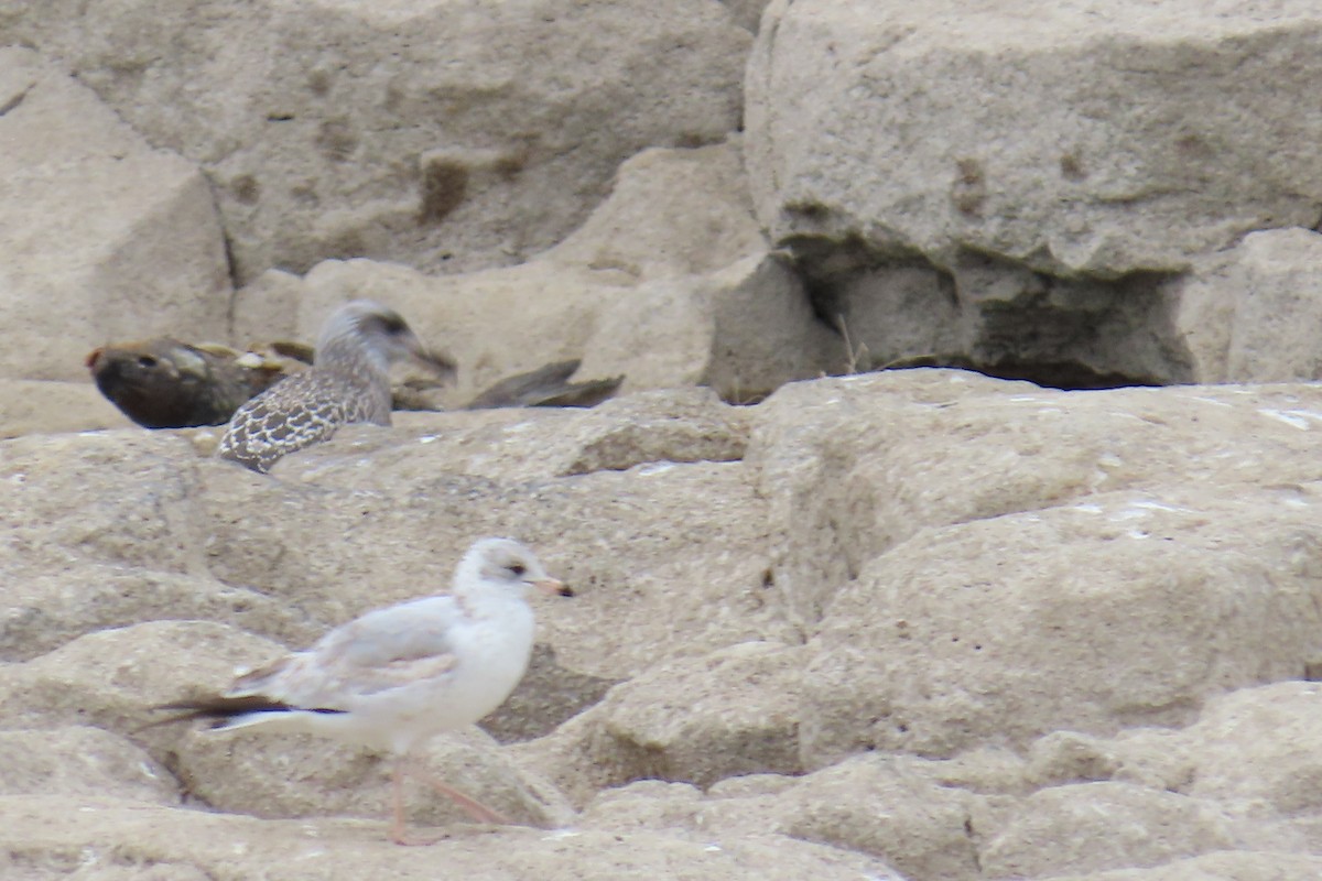 クロワカモメ - ML645604181