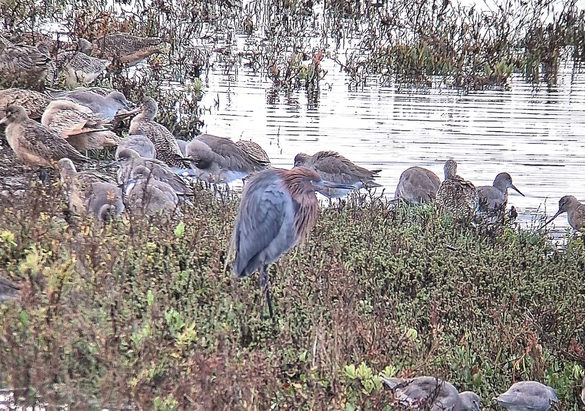 Reddish Egret - ML645604189