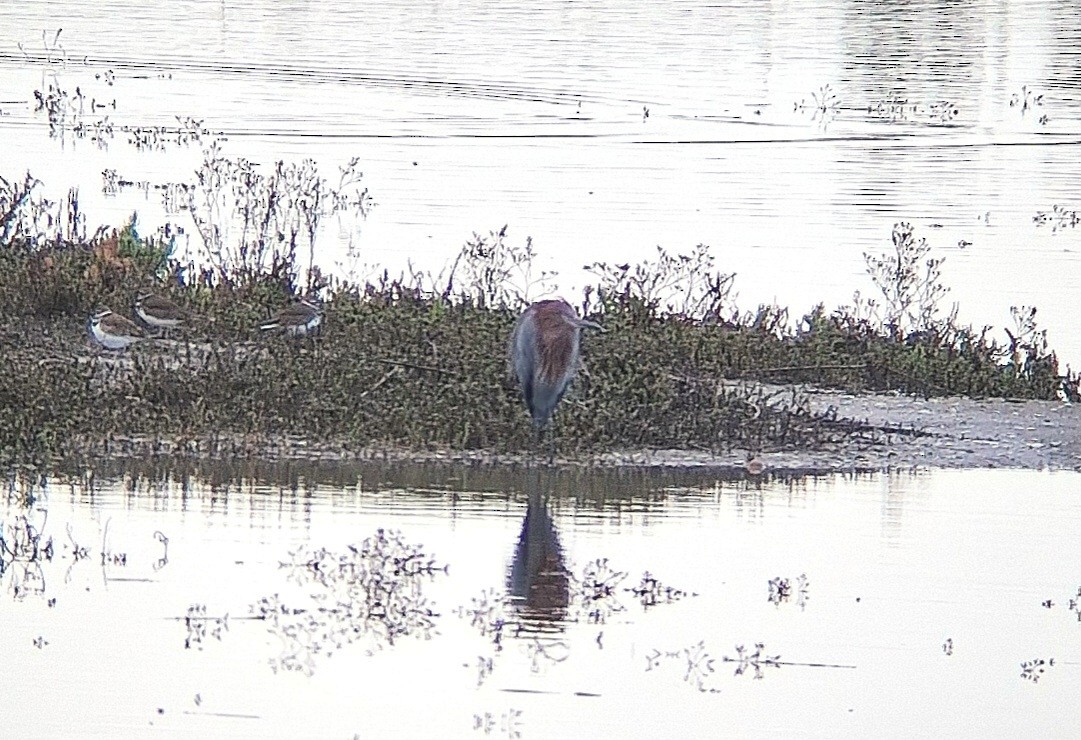 Reddish Egret - ML645604190