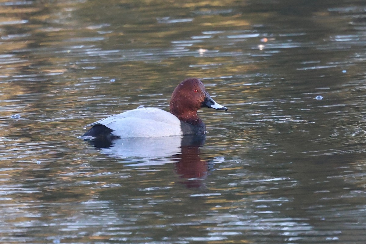 Common Pochard - ML645604194