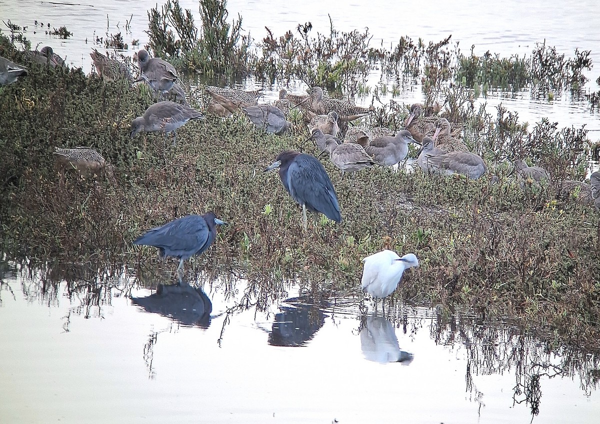 Little Blue Heron - ML645604202