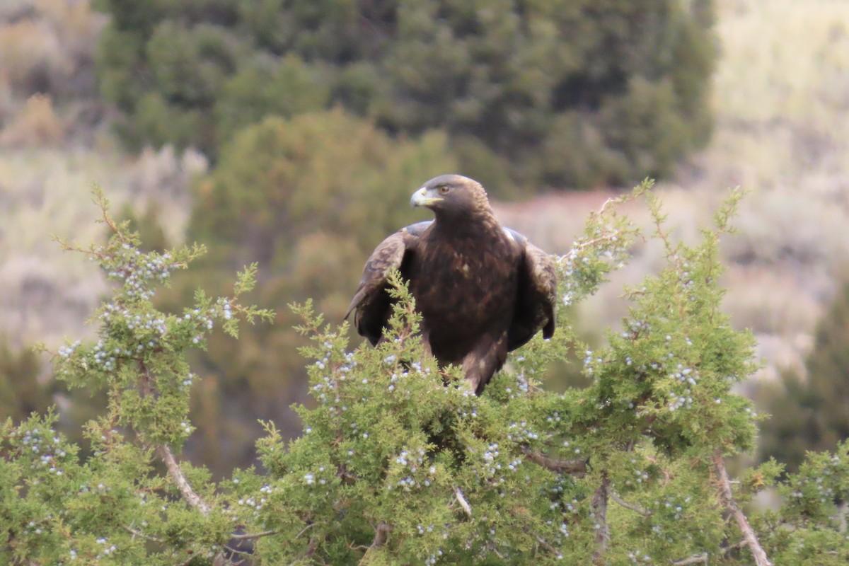 Golden Eagle - ML645604209