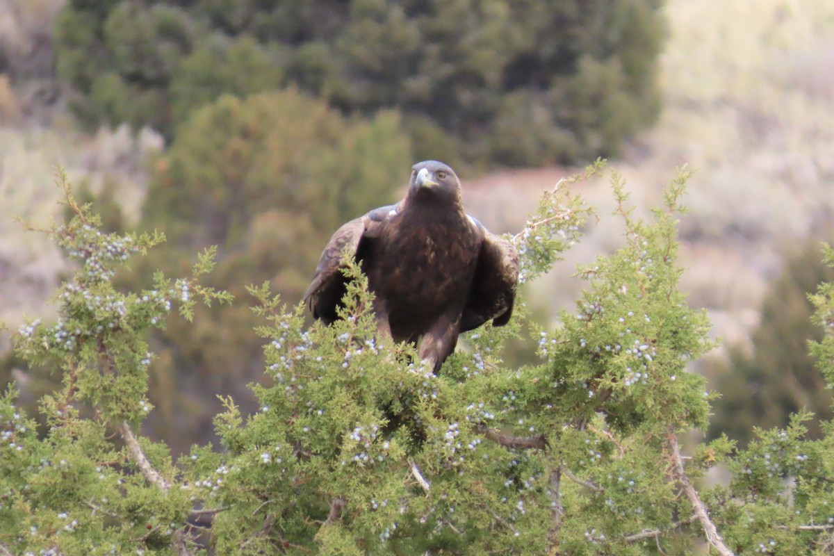 Golden Eagle - ML645604210
