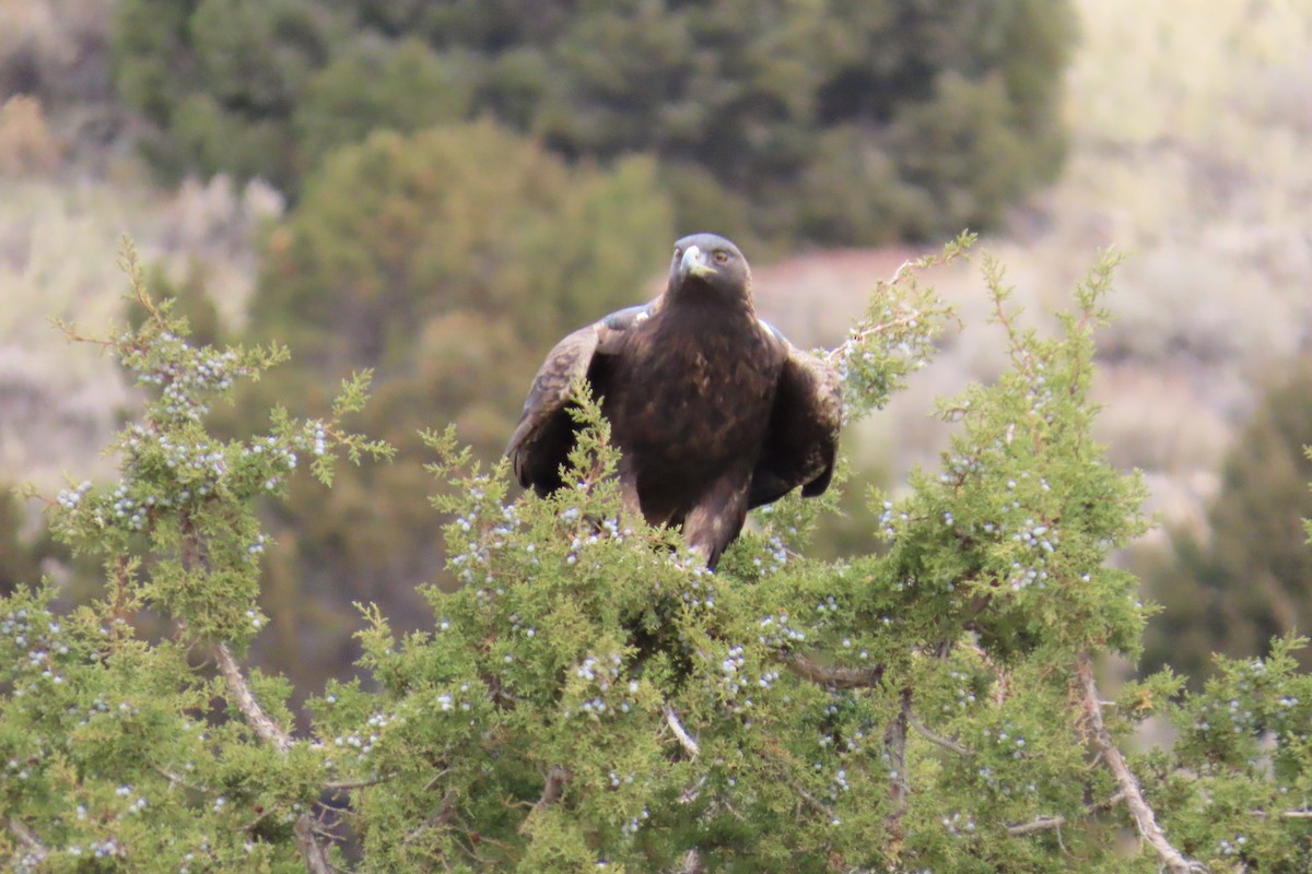 Golden Eagle - ML645604211