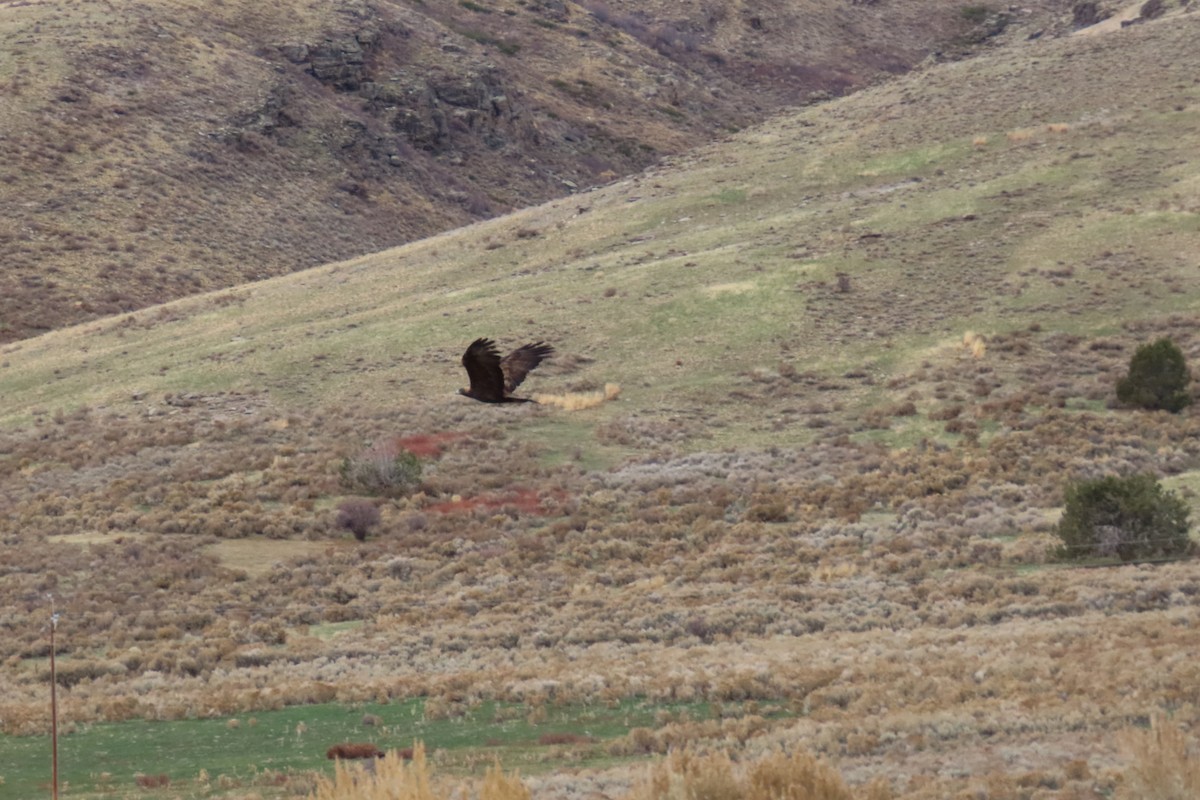 Golden Eagle - ML645604212