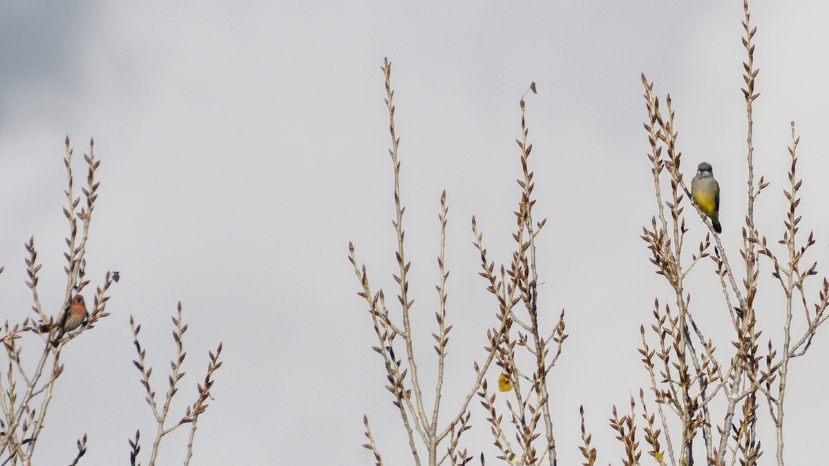 Cassin's Kingbird - ML645604214