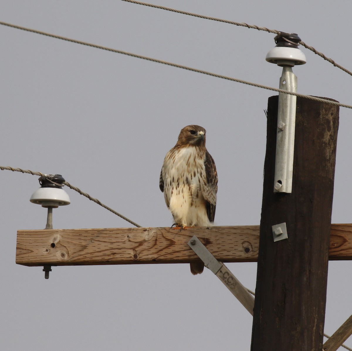 Red-tailed Hawk - ML645604215