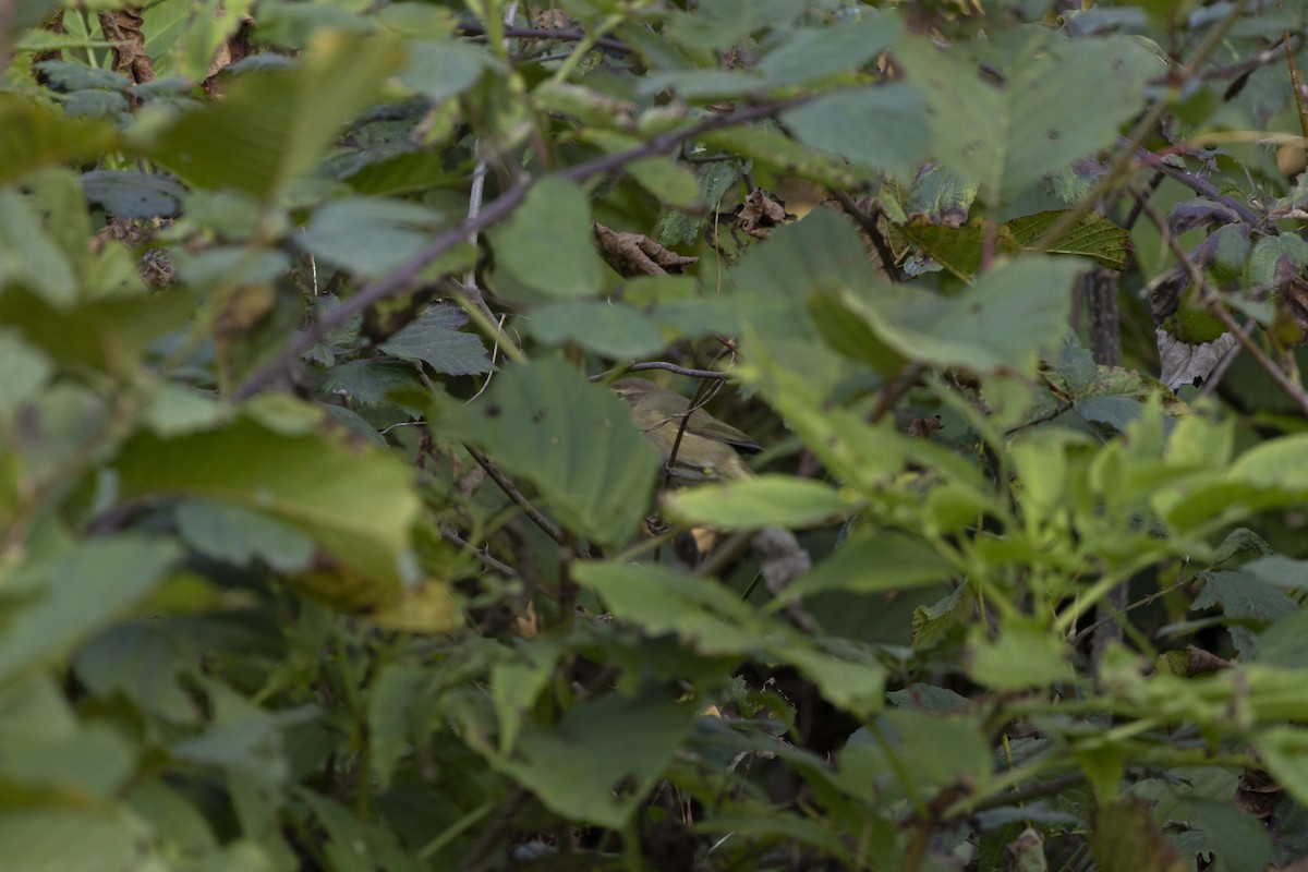 Common Chiffchaff - ML645604216