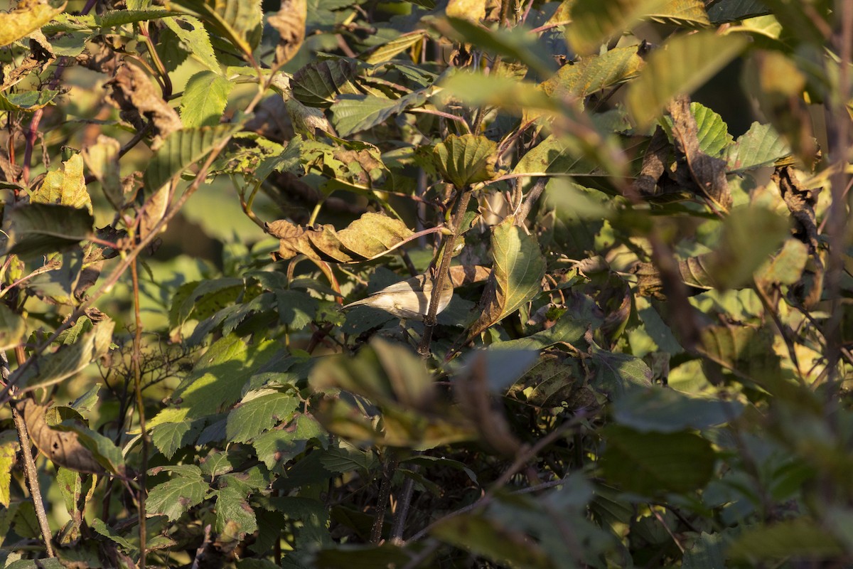 Common Chiffchaff - ML645604217