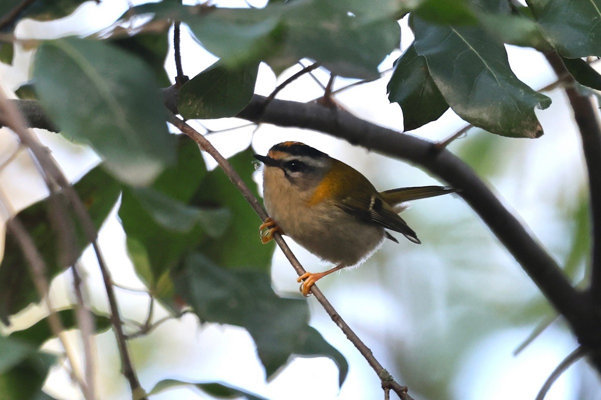Common Firecrest - ML645604218