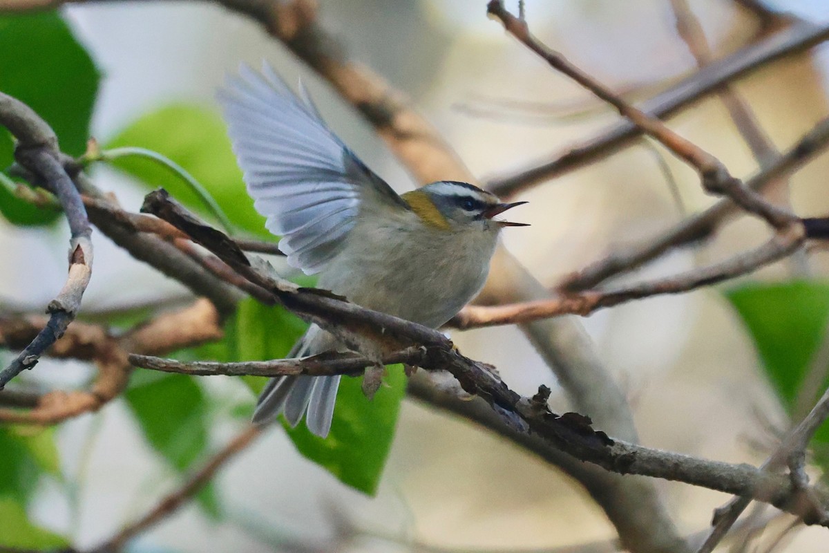 Common Firecrest - ML645604219