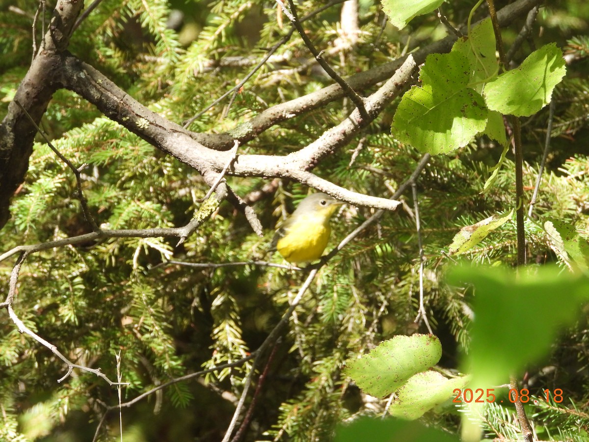 Magnolia Warbler - ML645604220