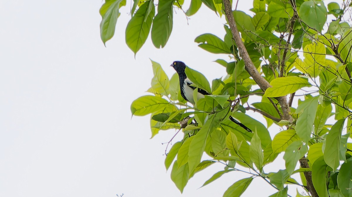 Magpie Tanager - ML645604221