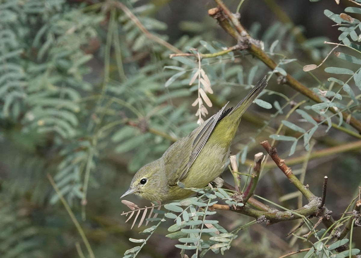 Orange-crowned Warbler - ML645604223