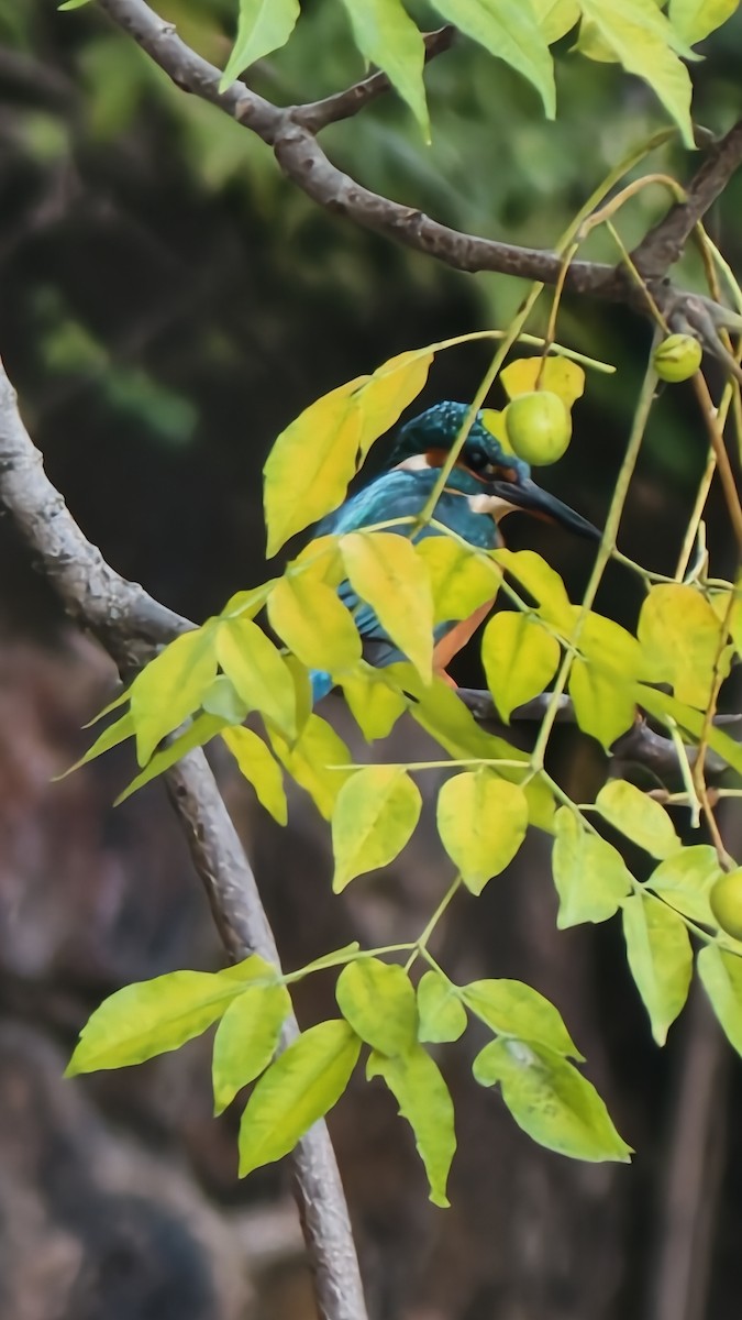 Common Kingfisher - ML645604224