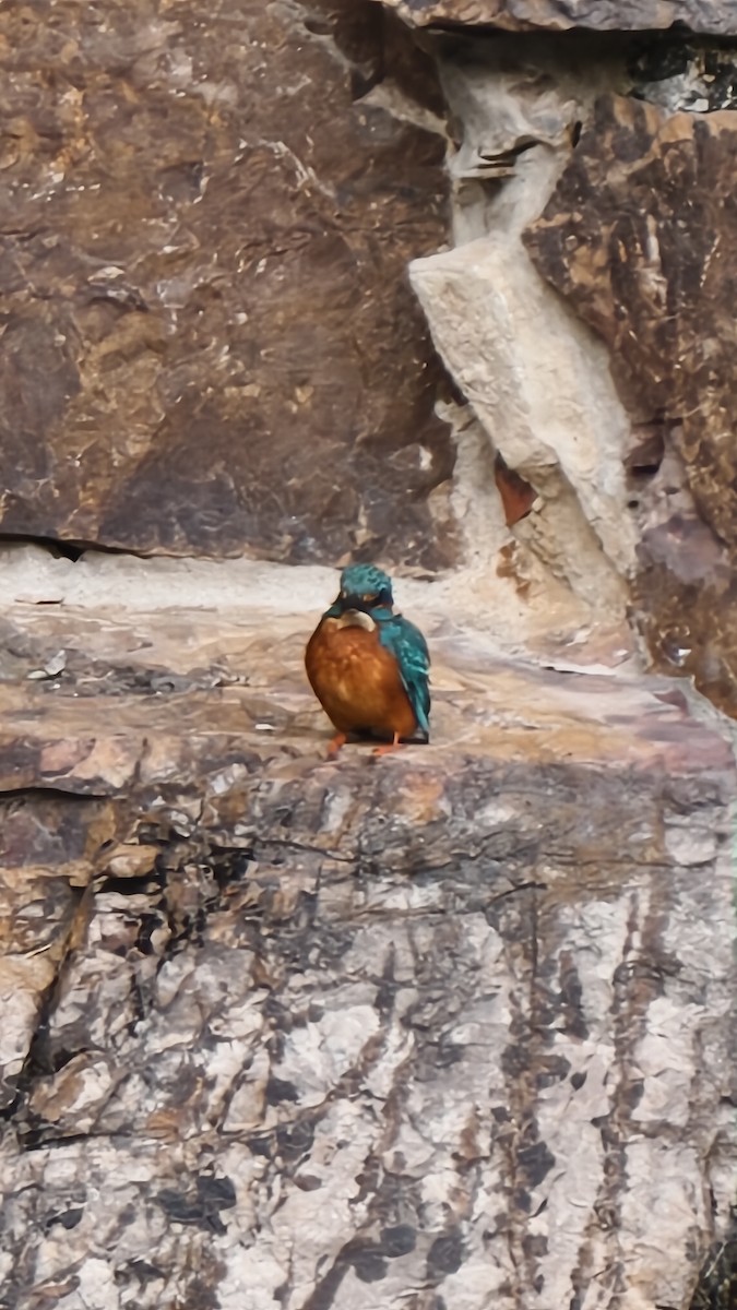 Common Kingfisher - ML645604225