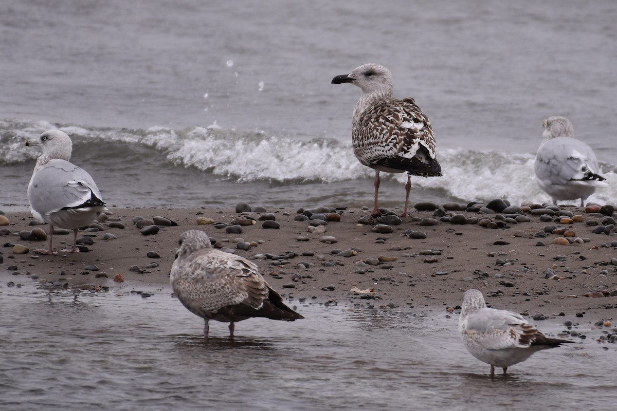 Great Black-backed Gull - ML645604226