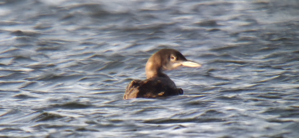 Common Loon - ML645604229