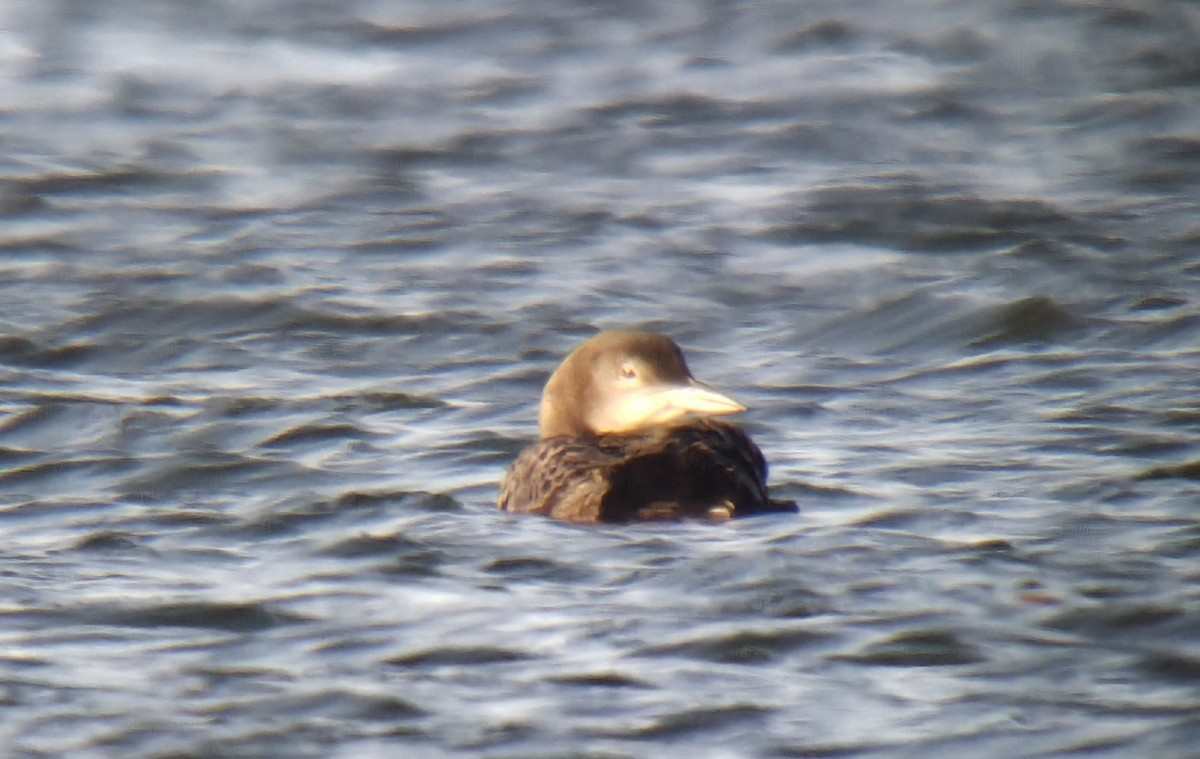 Common Loon - ML645604230
