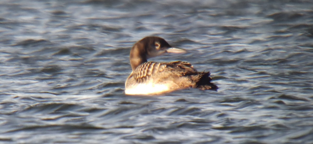 Common Loon - ML645604231