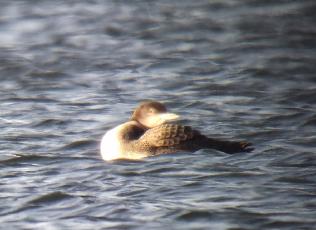 Common Loon - ML645604232