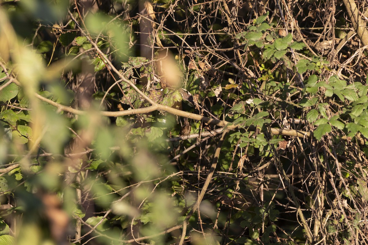 Eurasian Wren - ML645604234