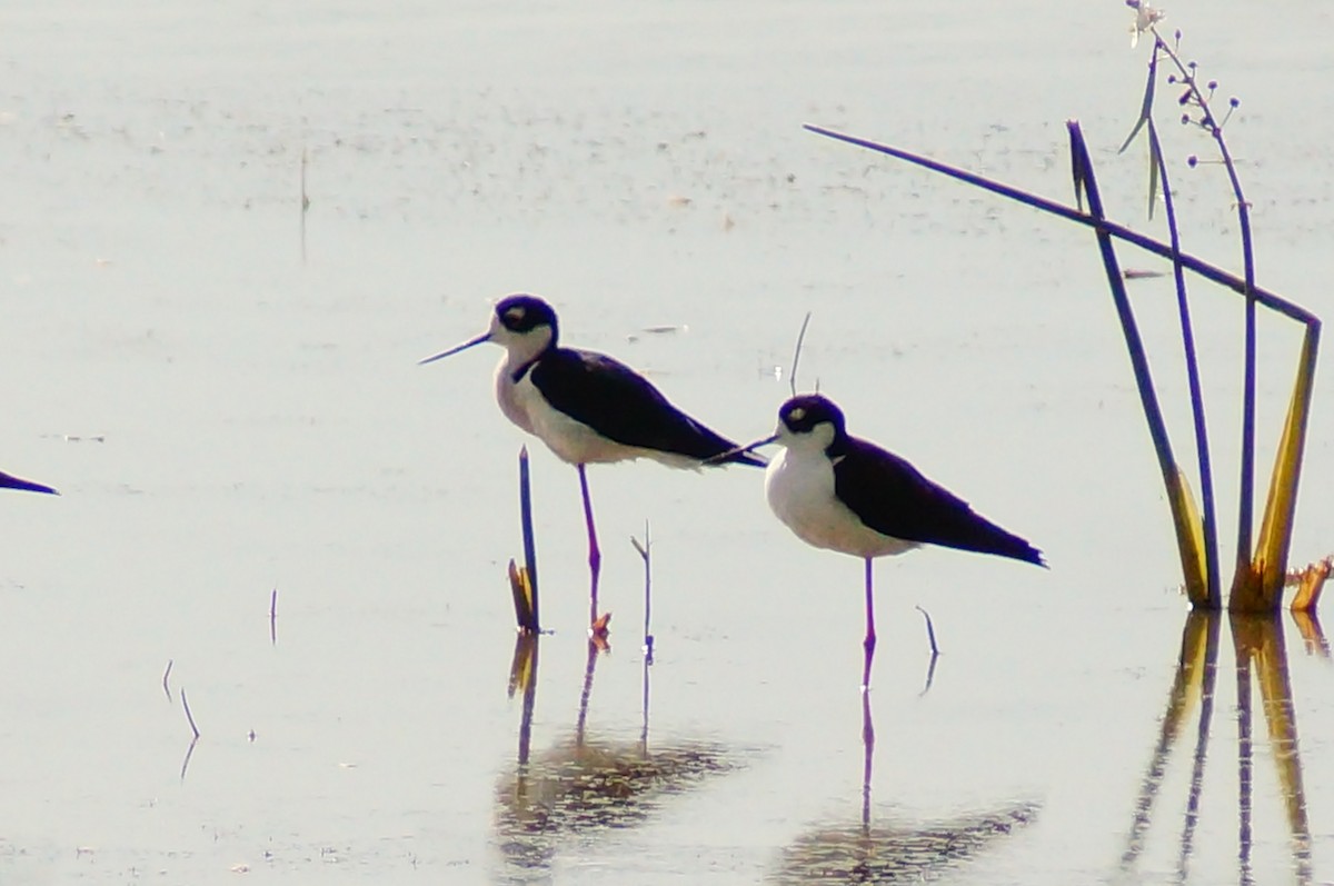 Black-necked Stilt - ML645604235