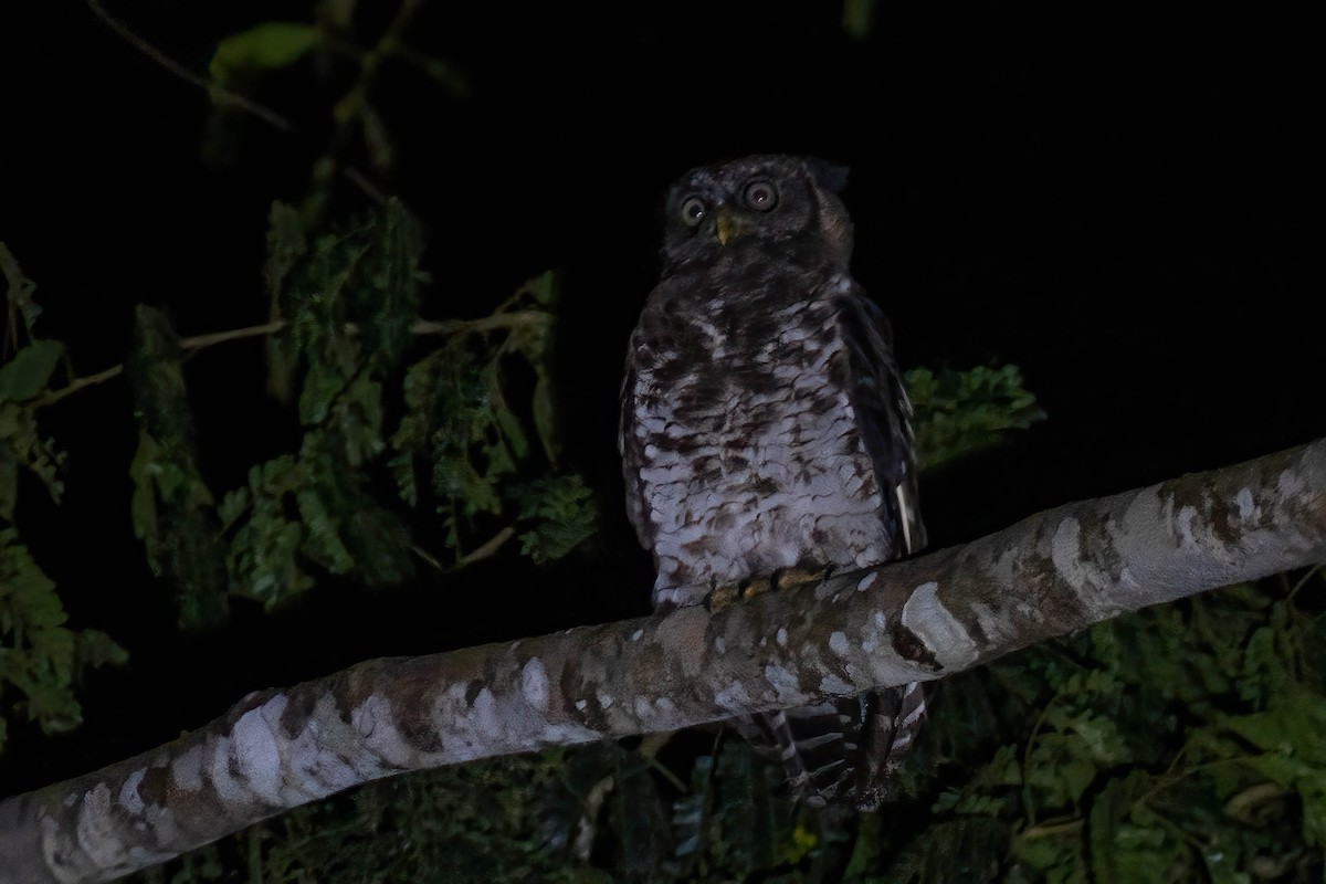 Akun Eagle-Owl - ML645604236