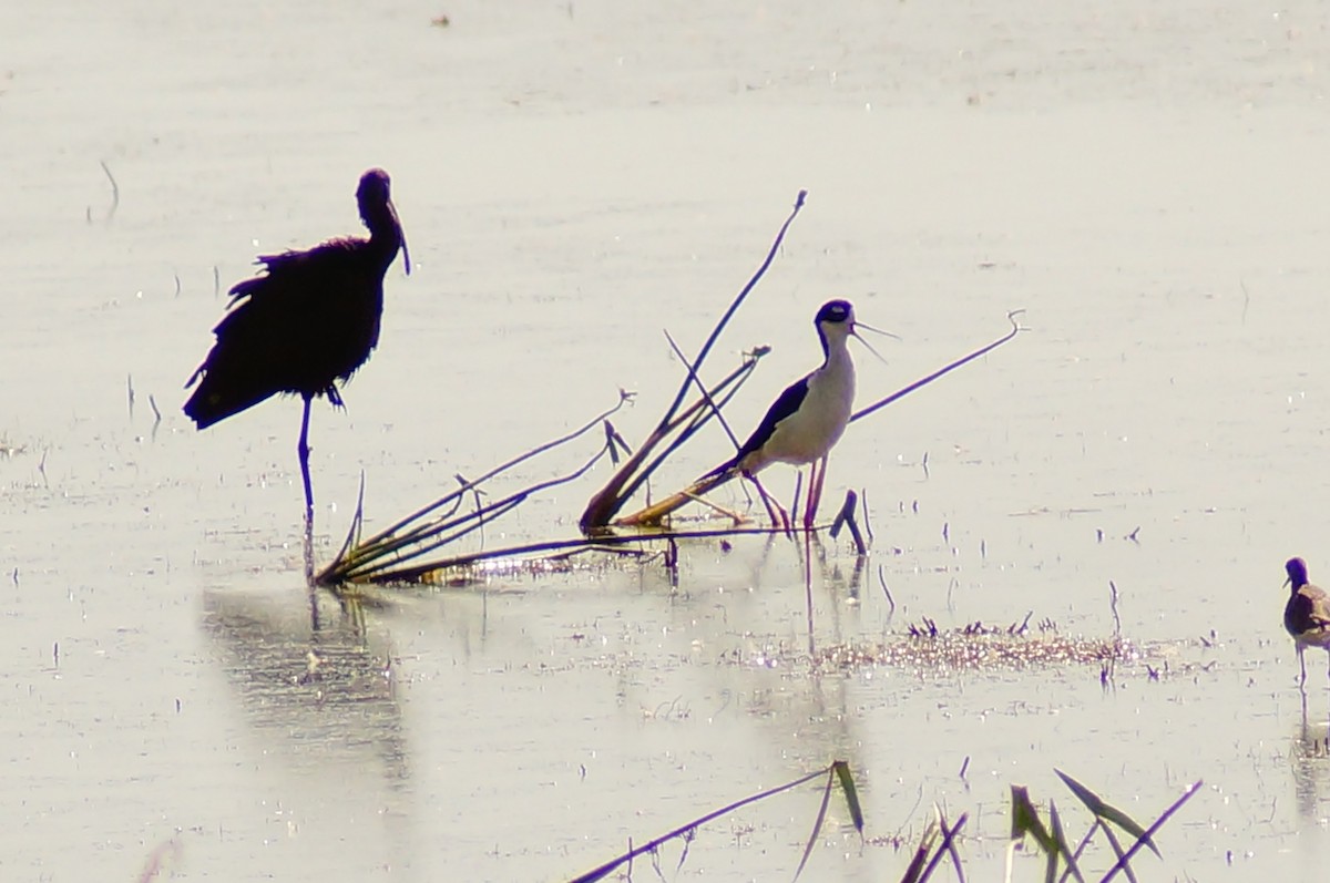 Black-necked Stilt - ML645604237