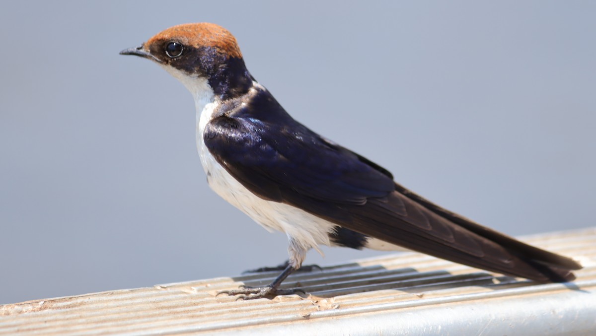 Wire-tailed Swallow - ML645604238