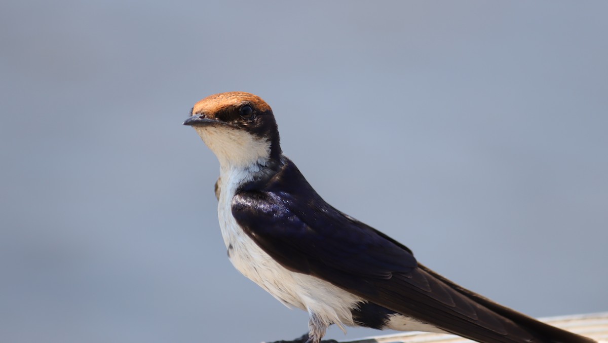 Wire-tailed Swallow - ML645604239