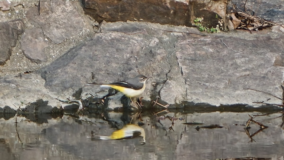 Gray Wagtail - ML645604241