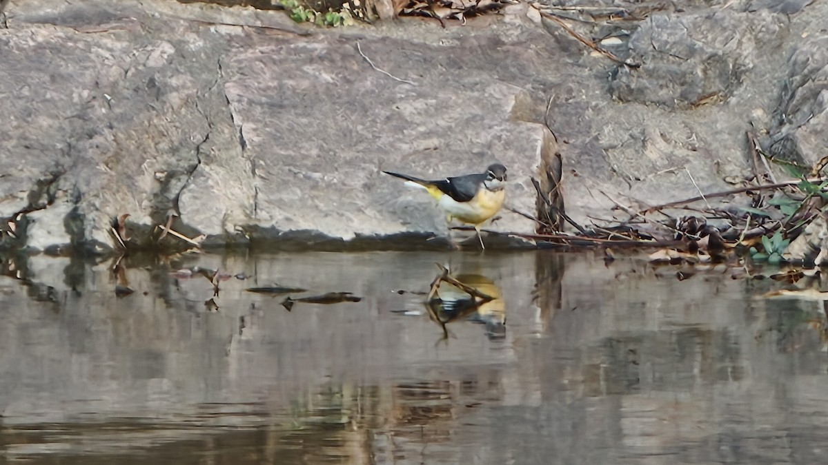 Gray Wagtail - ML645604242