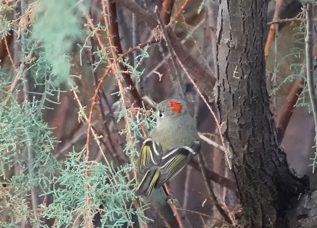 Ruby-crowned Kinglet - ML645604243