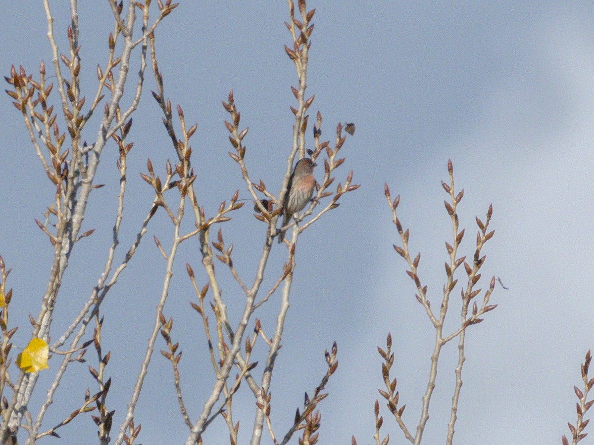House Finch - ML645604246