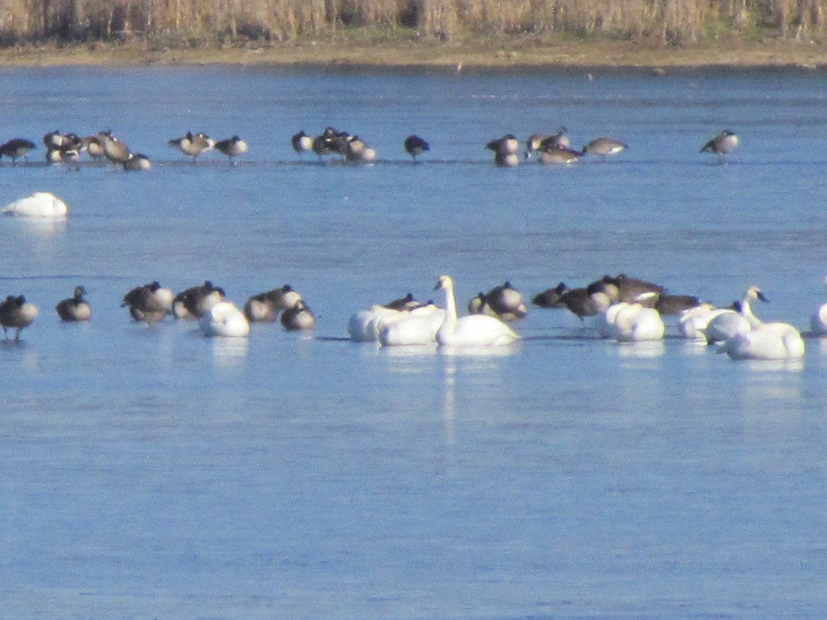 Tundra Swan - ML645604247