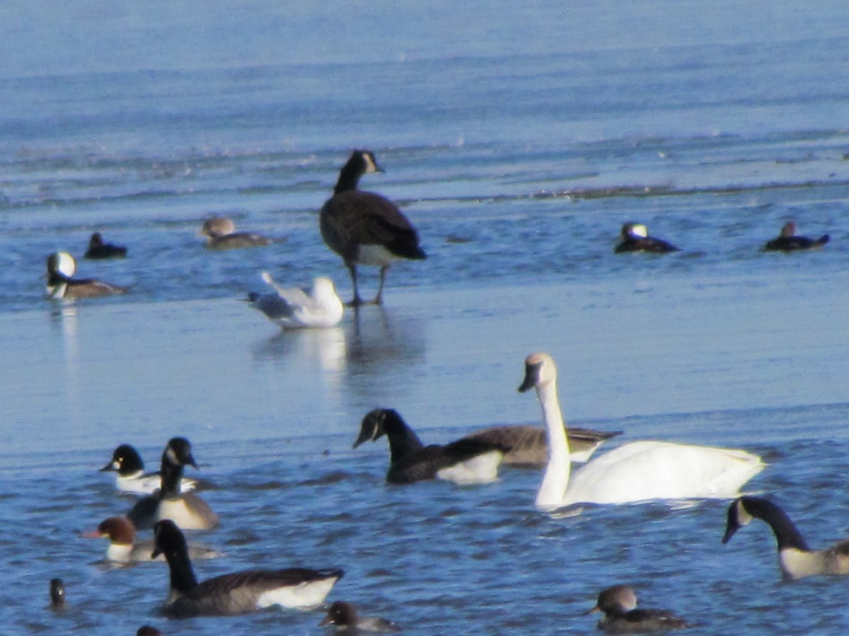 Tundra Swan - ML645604248