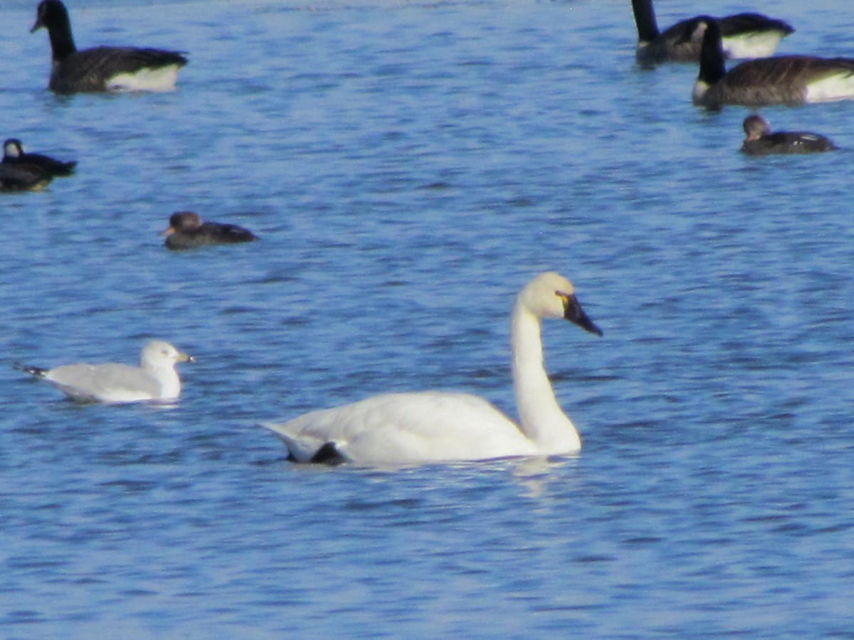 Tundra Swan - ML645604249