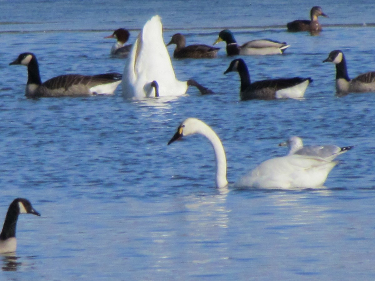 Tundra Swan - ML645604251