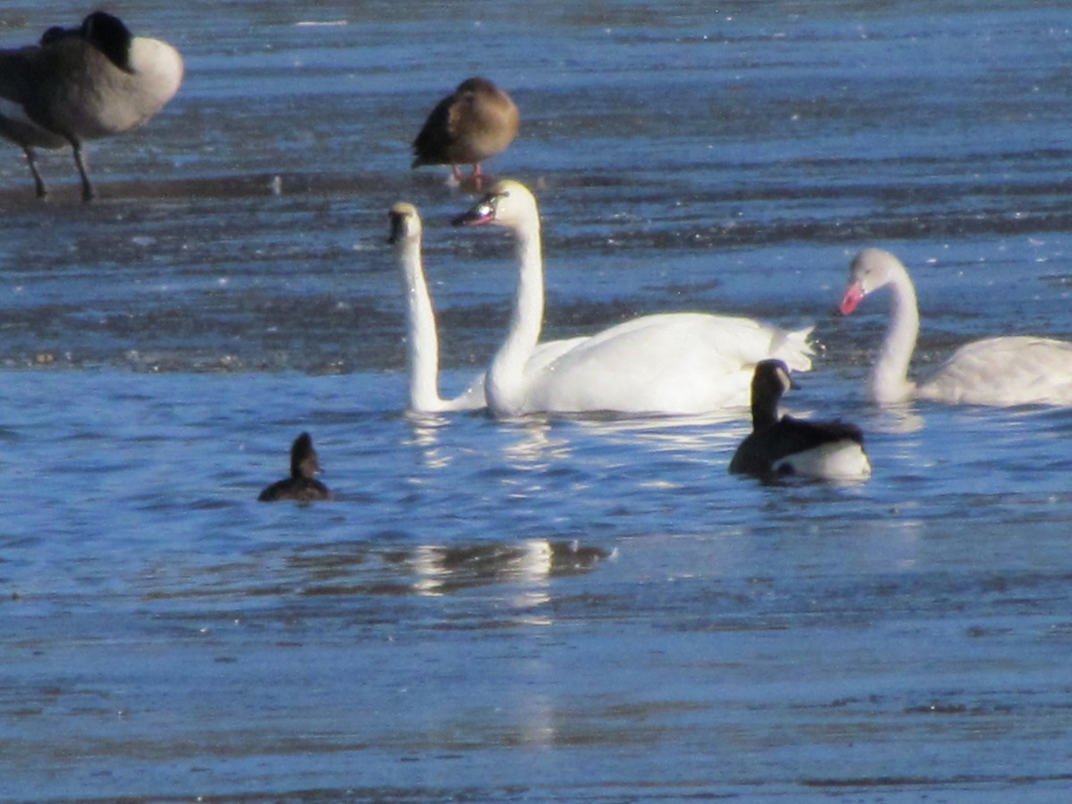 Tundra Swan - ML645604252