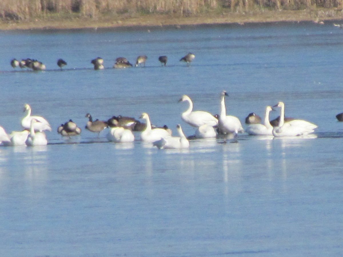 Tundra Swan - ML645604253