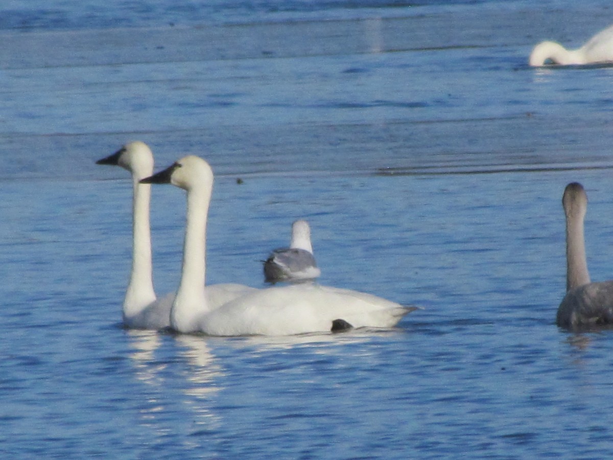 Tundra Swan - ML645604254